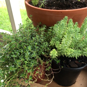 Thyme and Succulent Photo
